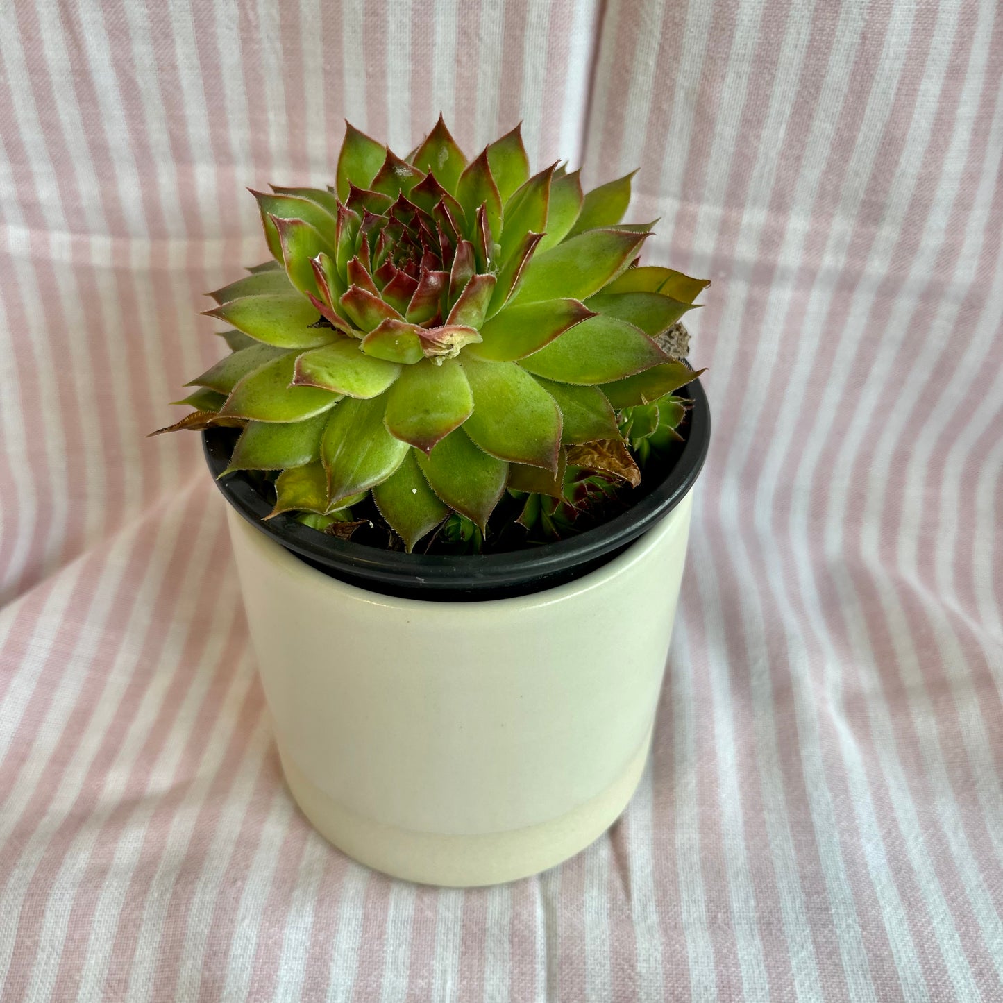 Mug without Handle